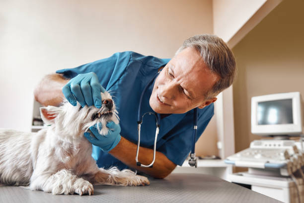 Best Emergency Treatment for Dental Infections or Abscesses in Pawcatuck, CT